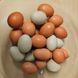 Small Fresh Chicken Eggs