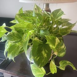 Plant With The Ceramic Pot