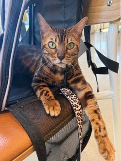 Bag for cats