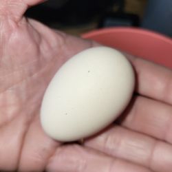 Fresh Chicken Eggs