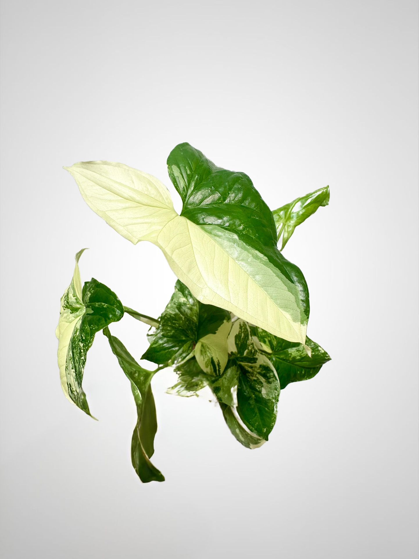 Variegated Albo Syngonium