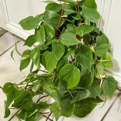 🪴HEART♥️LEAF or SWEETHEART philodendron 🙏PLS READ DESCRIPTION