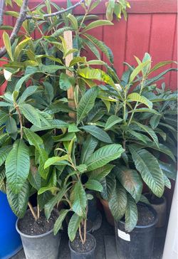Loquat tree