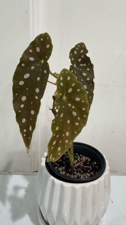 Polka dot Begonia