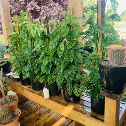 Price is Each—Live indoor Monstera Adansonii POLE plant in a plastic nursery planter pot—firm price