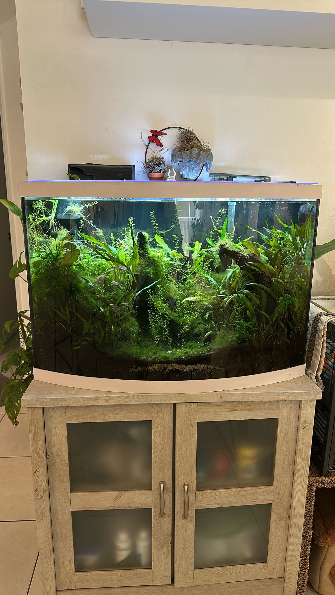 Fish Tank - Pecera