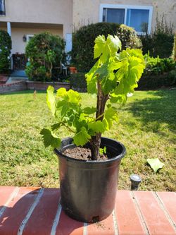 Green Seedless Grape Plants