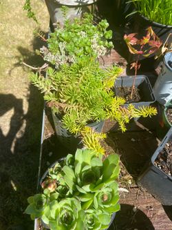 Unique Hanging Succulent Planter With Three Live Plants