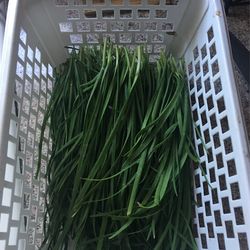 Fresh Chive