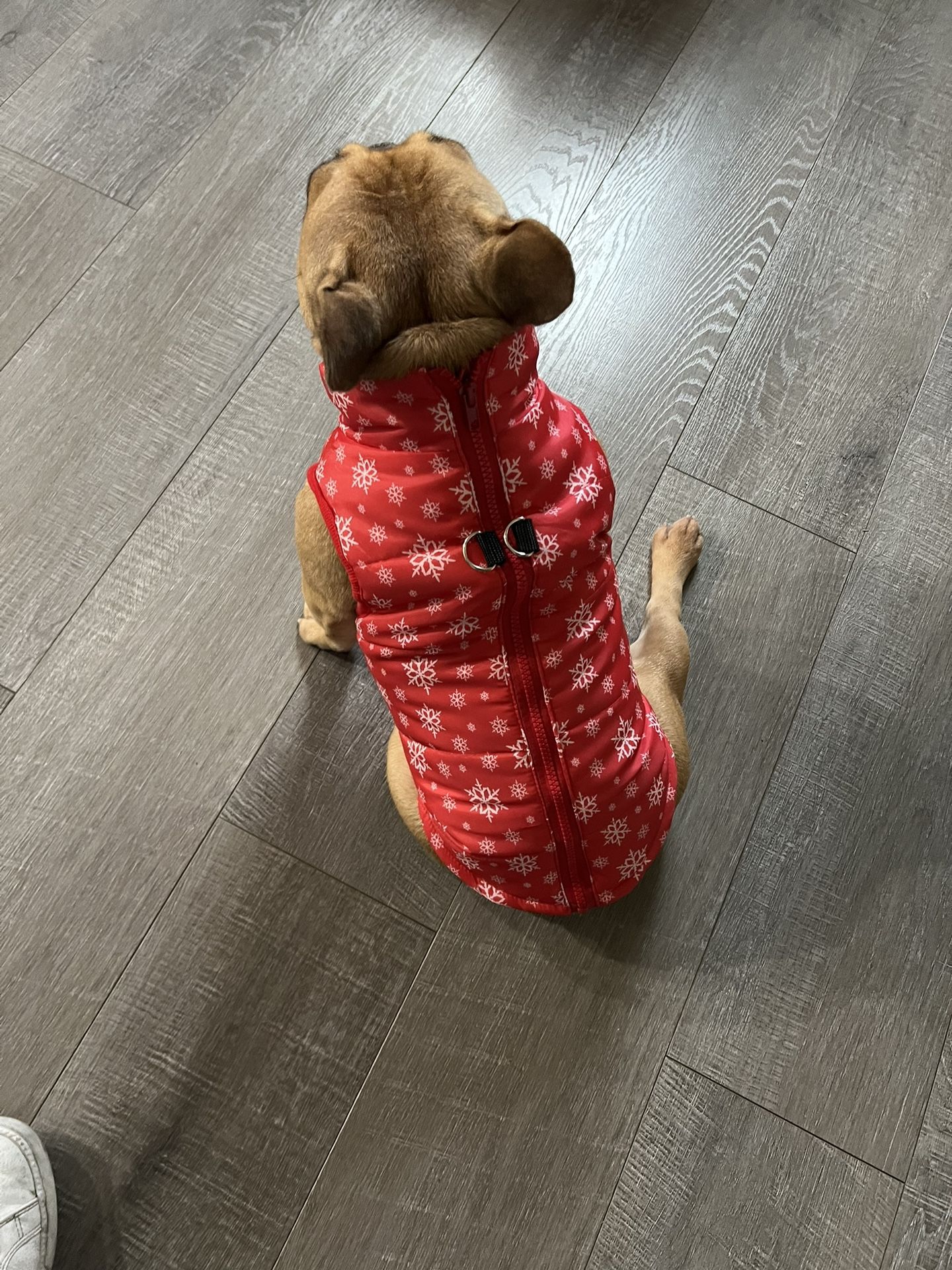 Pets Stuff