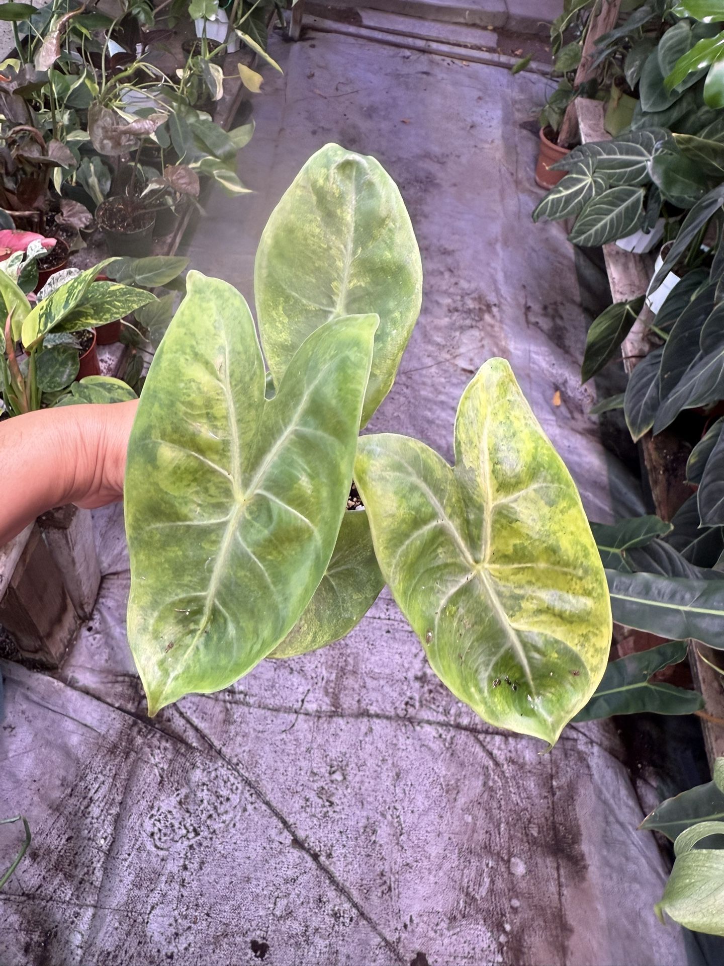 4” Alocasia Pink Dragon Variegated 