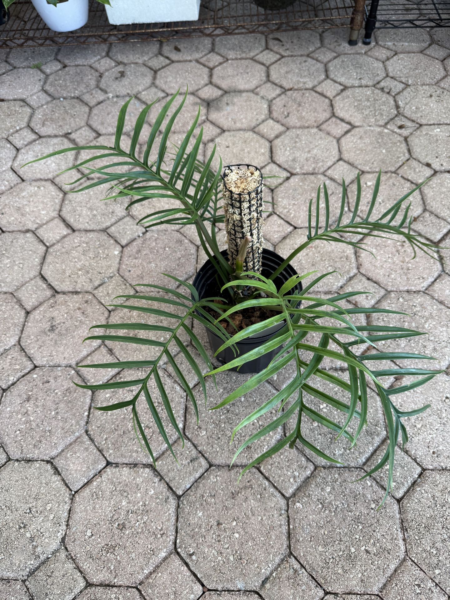 Philodendron Tortum: Rare Tropical Houseplant - 6 Inch Pot