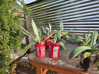 Agaves for sale