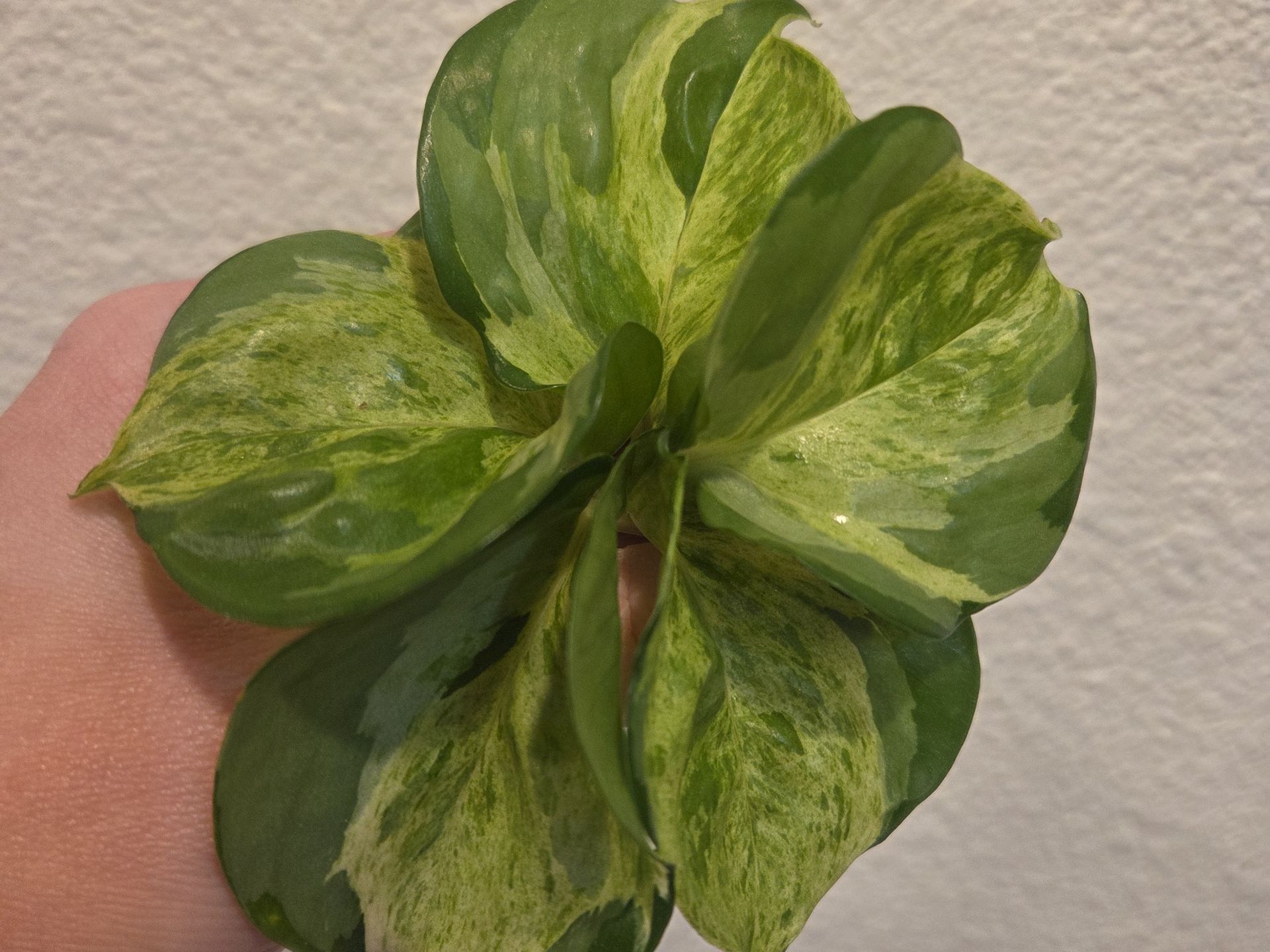 Manjula Pothos Plant Cuttings