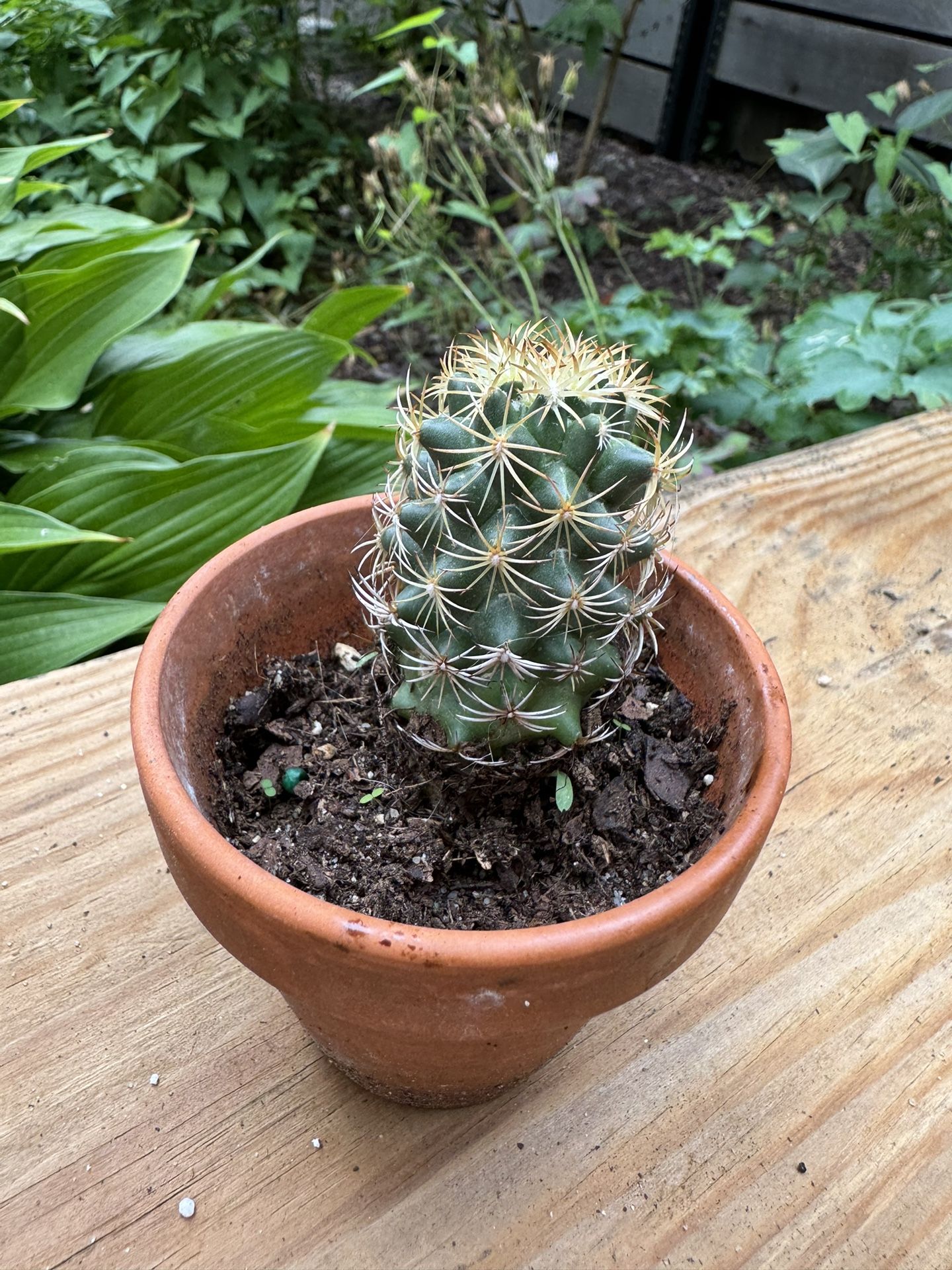 Elephant Tooth Cactus Plant For Sale
