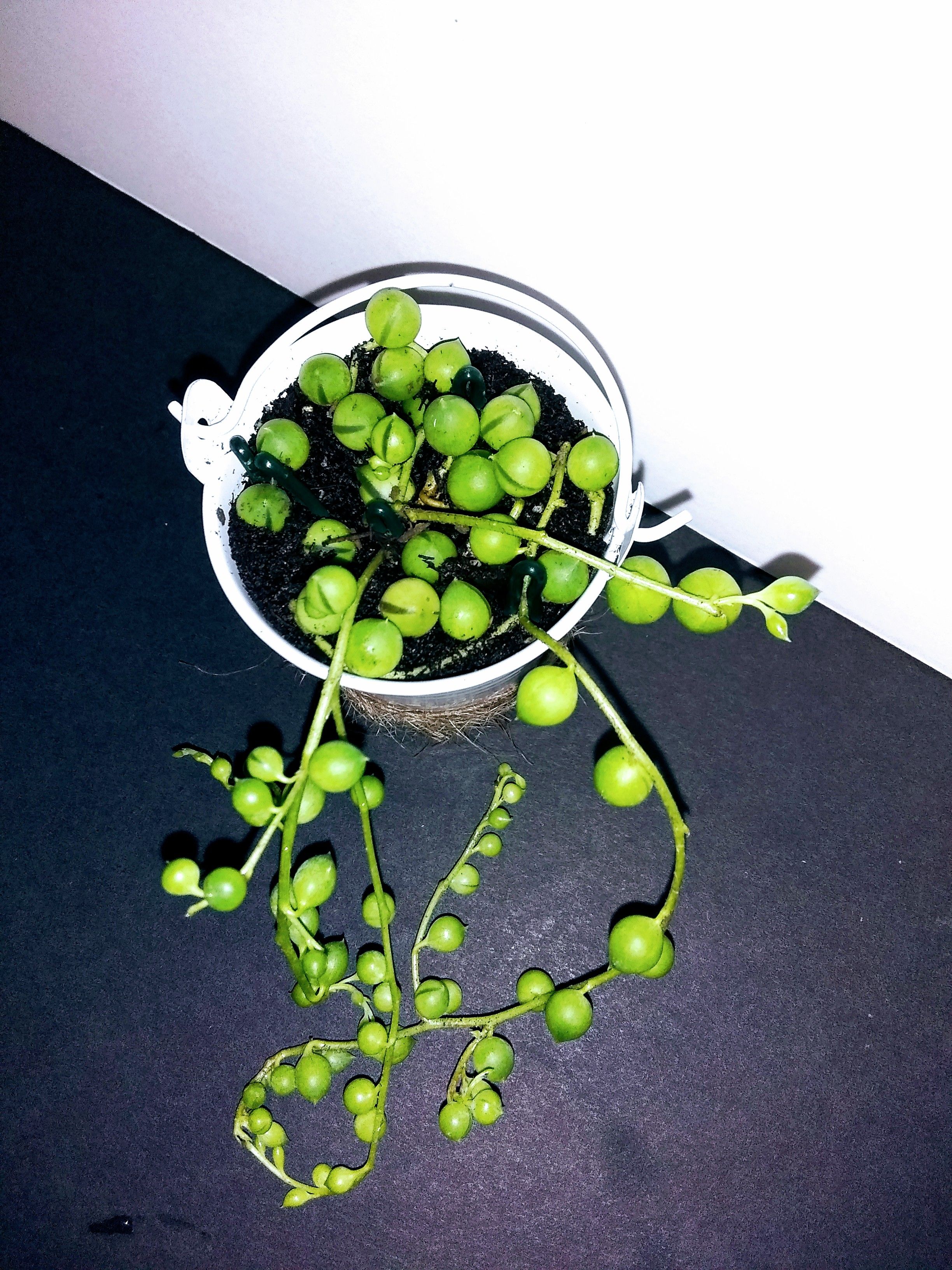 Mini buckets September Special