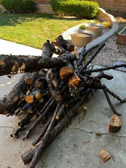 Plum and Peach Tree Branches