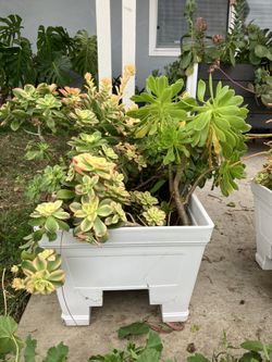 3 Window/ Balcony Planters With Succulents 