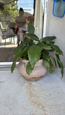 Potted Green Leafy Plant in Clay Pot