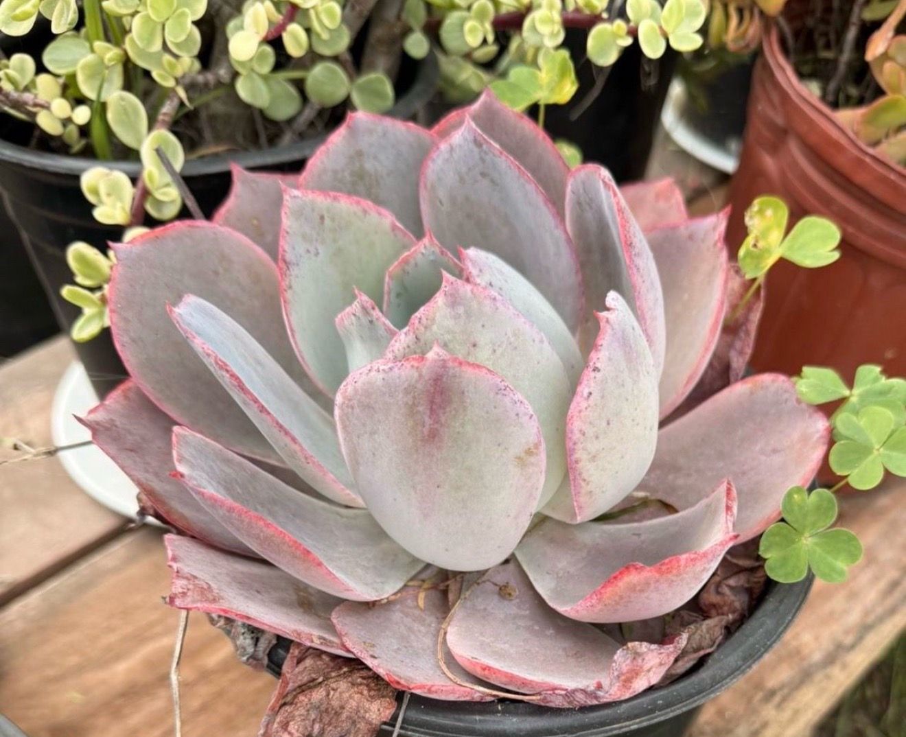 Afterglow Echeveria