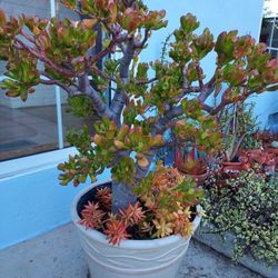 Succulents In Beautiful Pot. Hobbit Jade & Sedum Firestorm. Lucky Plant Ready For Display.