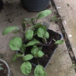 2 Ichiban Eggplant Seedling Plants Fully Rooted Ready To Fruit