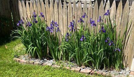 Purple Iris