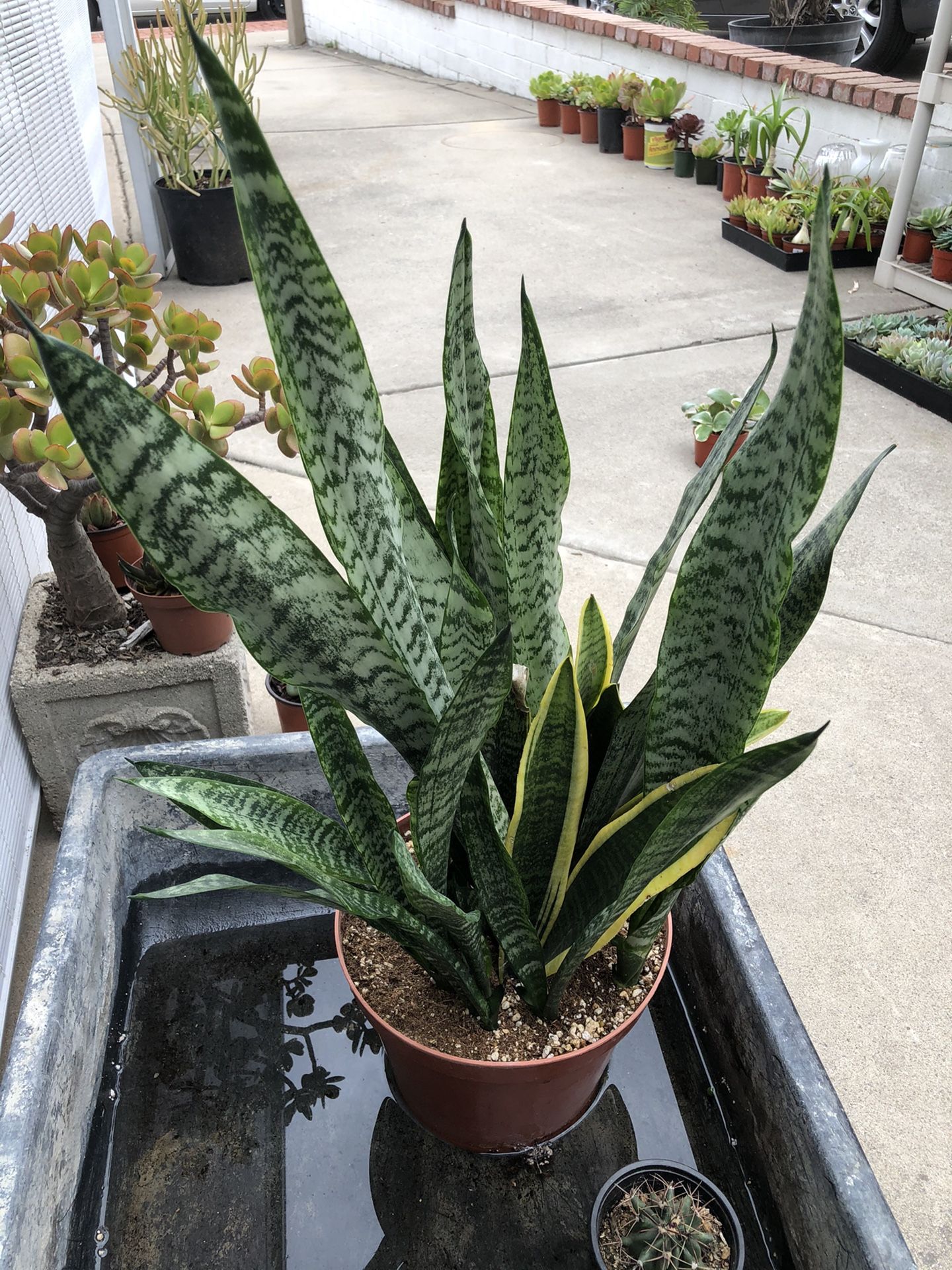 Sansevieria Snake Plant 8in