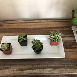 Porcelain Glass Tray With Succulents 