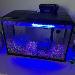 5 Gallon Glass Fish Tank