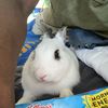 Tavonte 