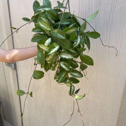 6” Hoya Krimson Princess