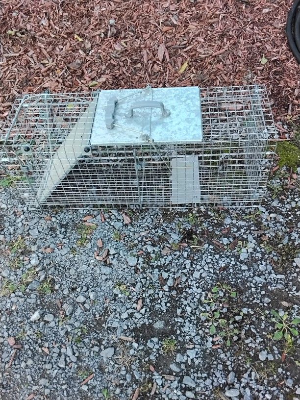 Animal Trap