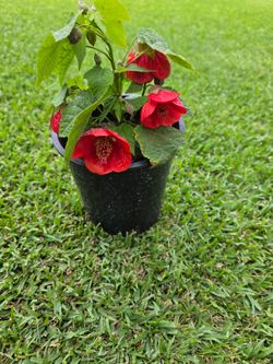 Chinese lantern