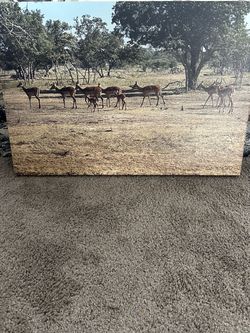 Frame 🖼️