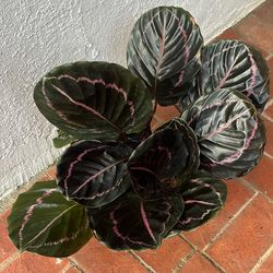 Calathea Dottie Tropical Plant 
