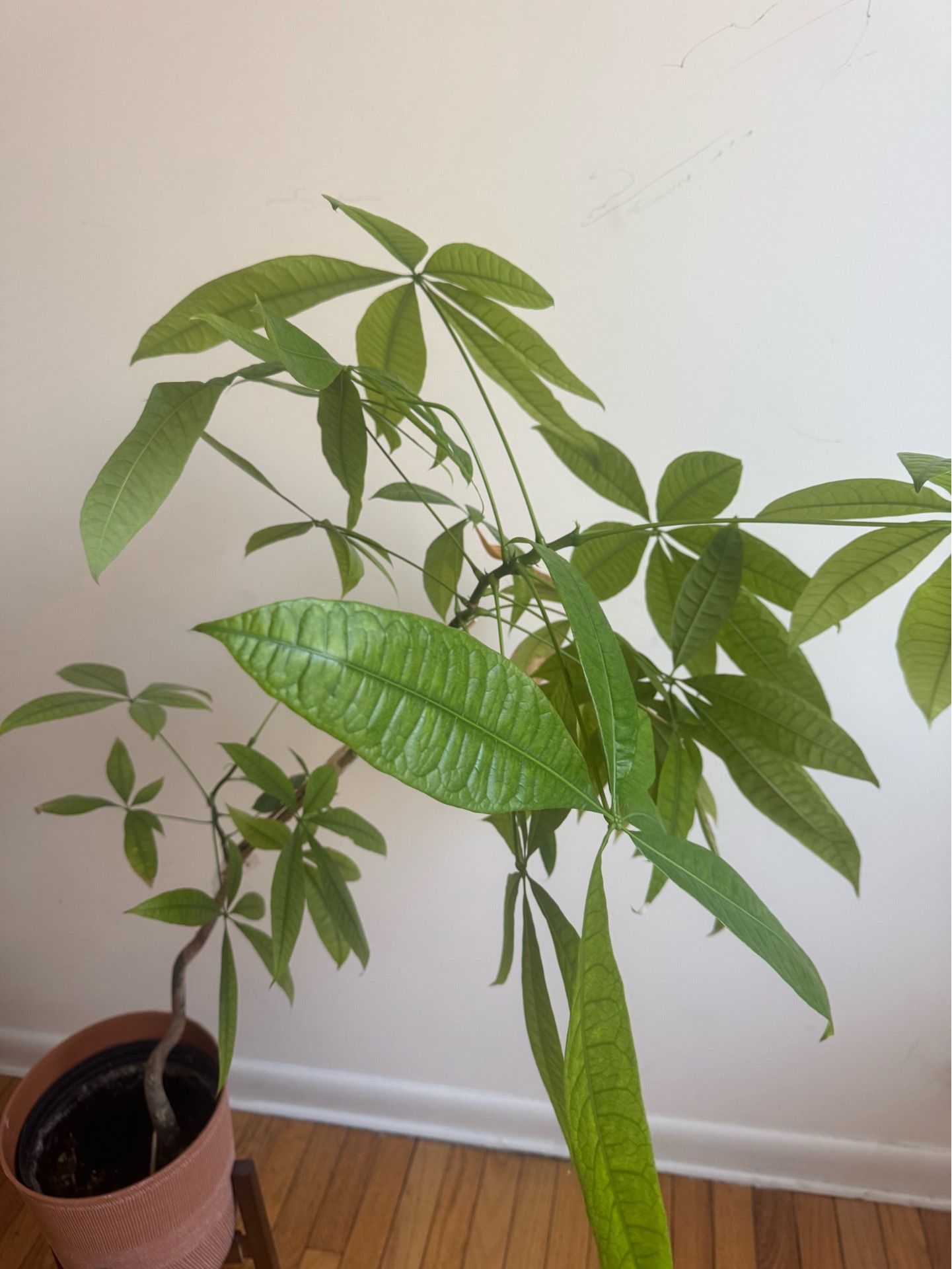 Money Tree with Stand