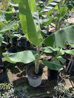 Banana Tree