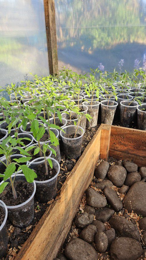 Tomato seedlings organic mix