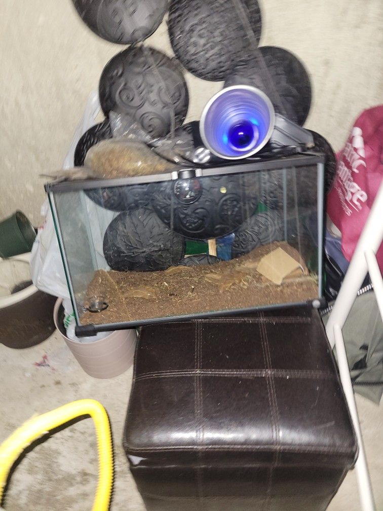 Lizard Tank