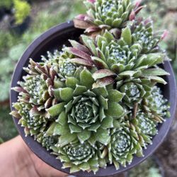 Riverside Succulent Sale Arlington Heights 