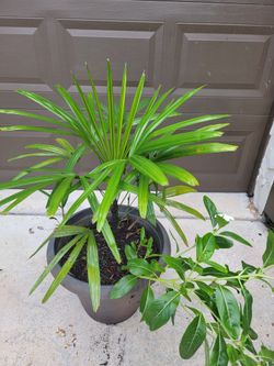 Palm In pot