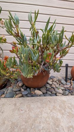 Potted plant