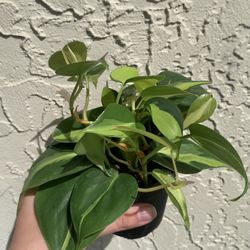 Philodendron “Brasil”