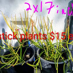 Firestick Plants