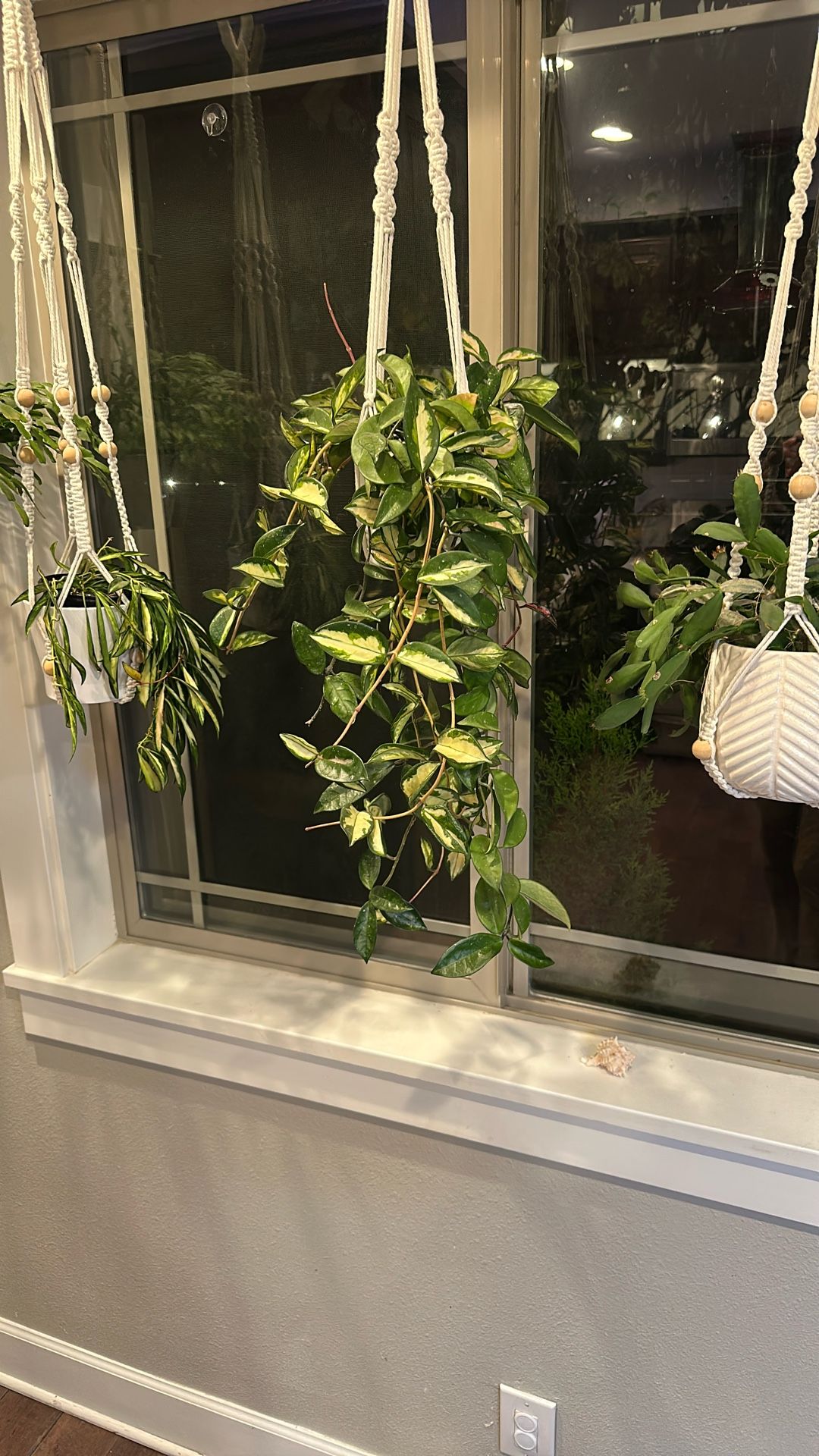 Hoya Plant w/ Pot and Hanger