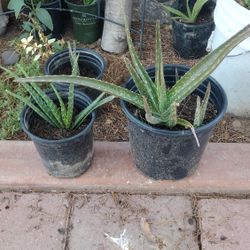 Savila Plant / Aloe Plant