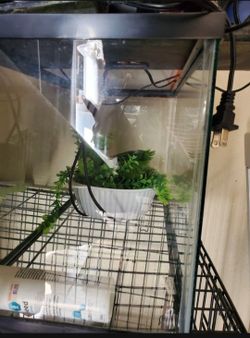 10g Fish Tank