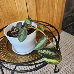 Watermelon Begonia (white pot)