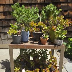 Succulents Potted $3 & $5 